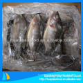 Tilapia de poisson congelé de haute qualité